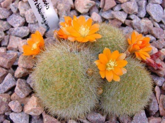 Rebutia_archibuiningiana